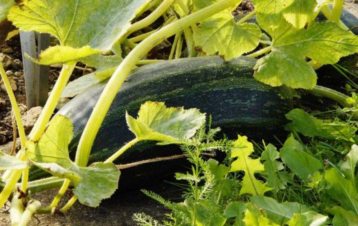 Semer Des Courgettes Quand Comment Et Quelles Vari T S Choisir