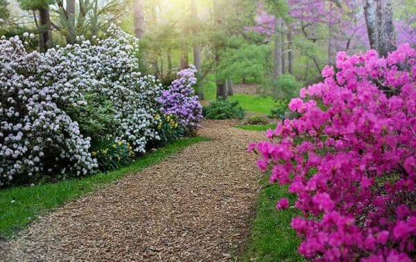 Arbuste D Ornement Les Meilleurs Arbustes Pour Votre Jardin