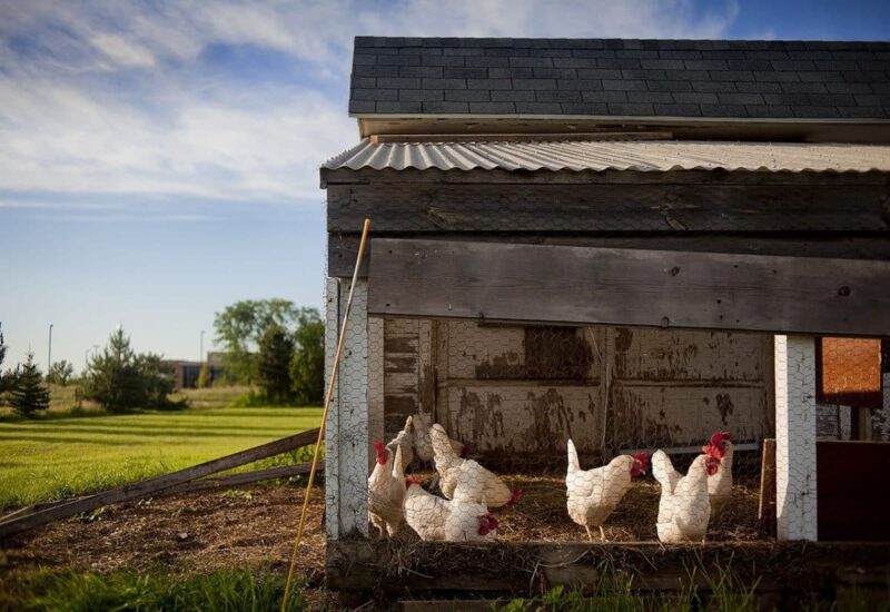 Le bicarbonate de soude un allié naturel pour vos poules et leur