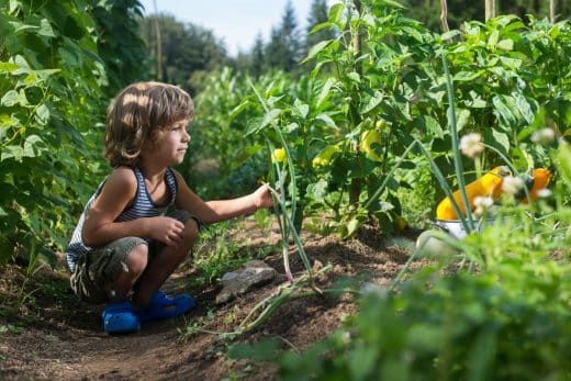 C est la saison des courgettes Quel est le bon moment pour la récolte