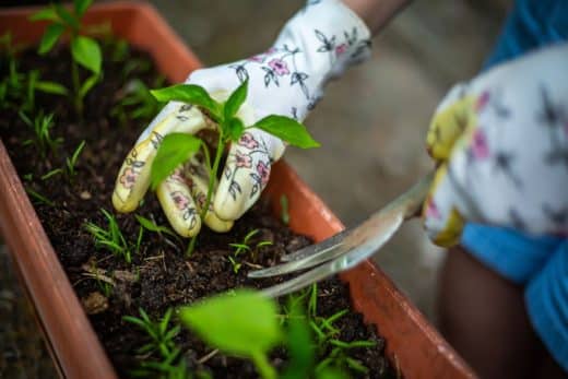 Le jardinage simplifié cultivez des légumes sains et savoureux grâce