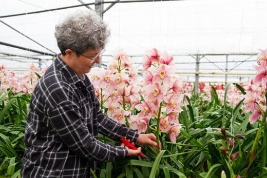 Amateurs d orchidées réjouissez vous découvrez la méthode secrète