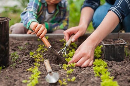 Avec Quelle Terre Remplir Son Carr Potager