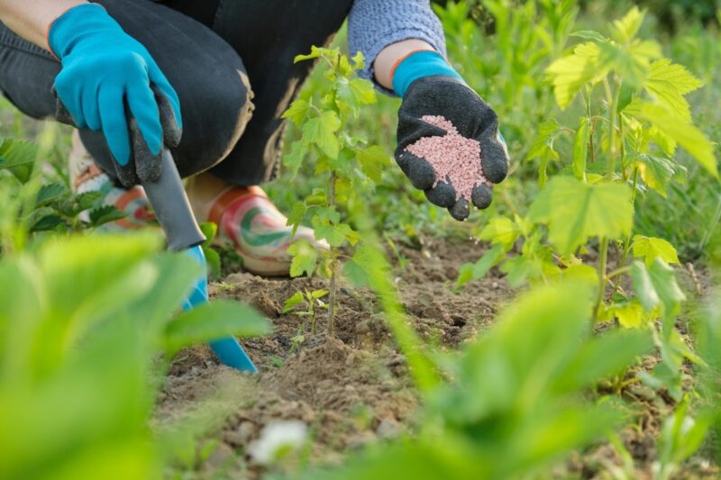 Fertiliser Ses Plantes D S Maintenant Pour L Hiver Les Cl S D Un