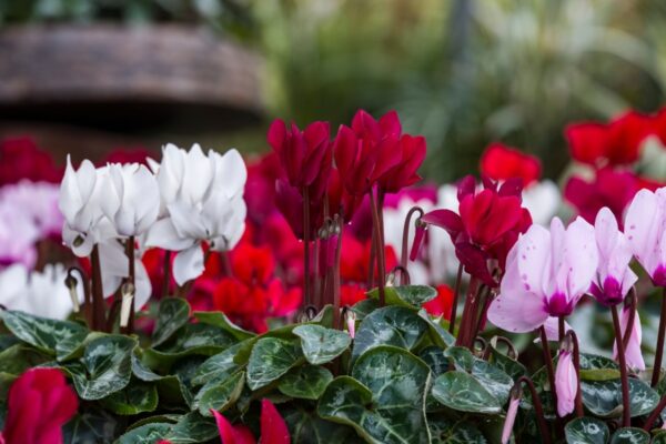 Cultiver Des Cyclamens En Pot Astuces D Entretien Infaillibles Pour