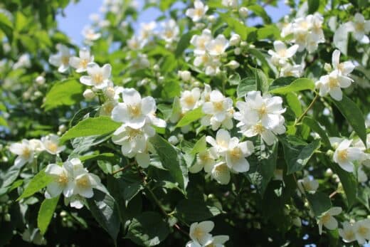 Un jardin coloré même en hiver Voici les fleurs robustes à planter en