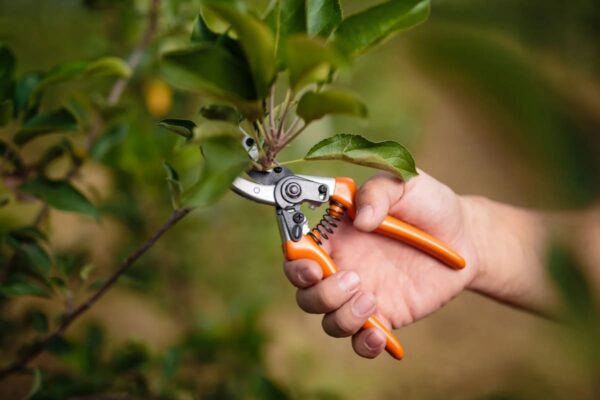 Tailler un citronnier le moment idéal et les techniques clés pour