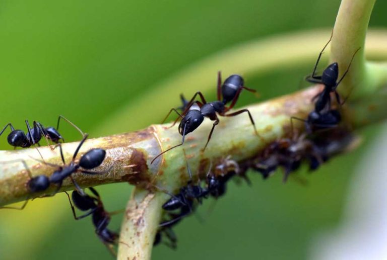 eradiquer fourmis jardin 768x517