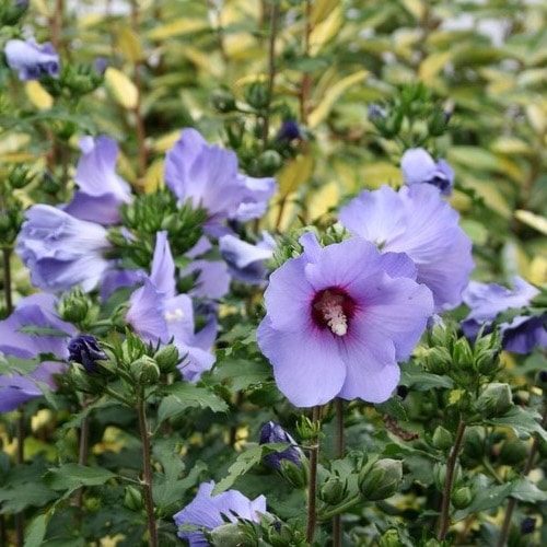 30 fleurs bleues : la liste complète des plus belles