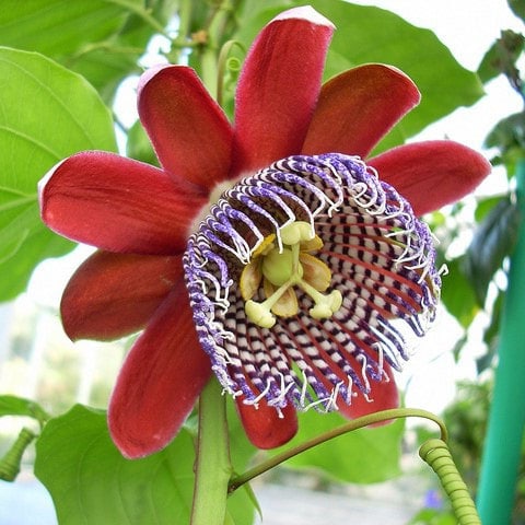 Passiflore rouge : Passiflora manicata
