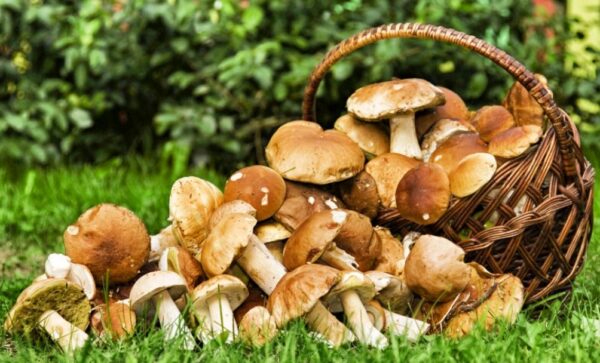 Champignons Comestible