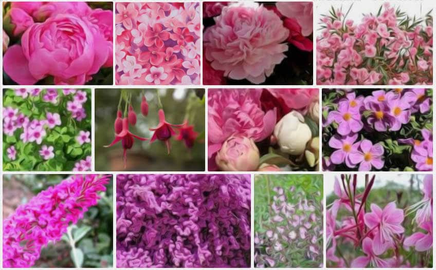 Fleurs Roses La Liste Des 30 Plus Belles Variétés De