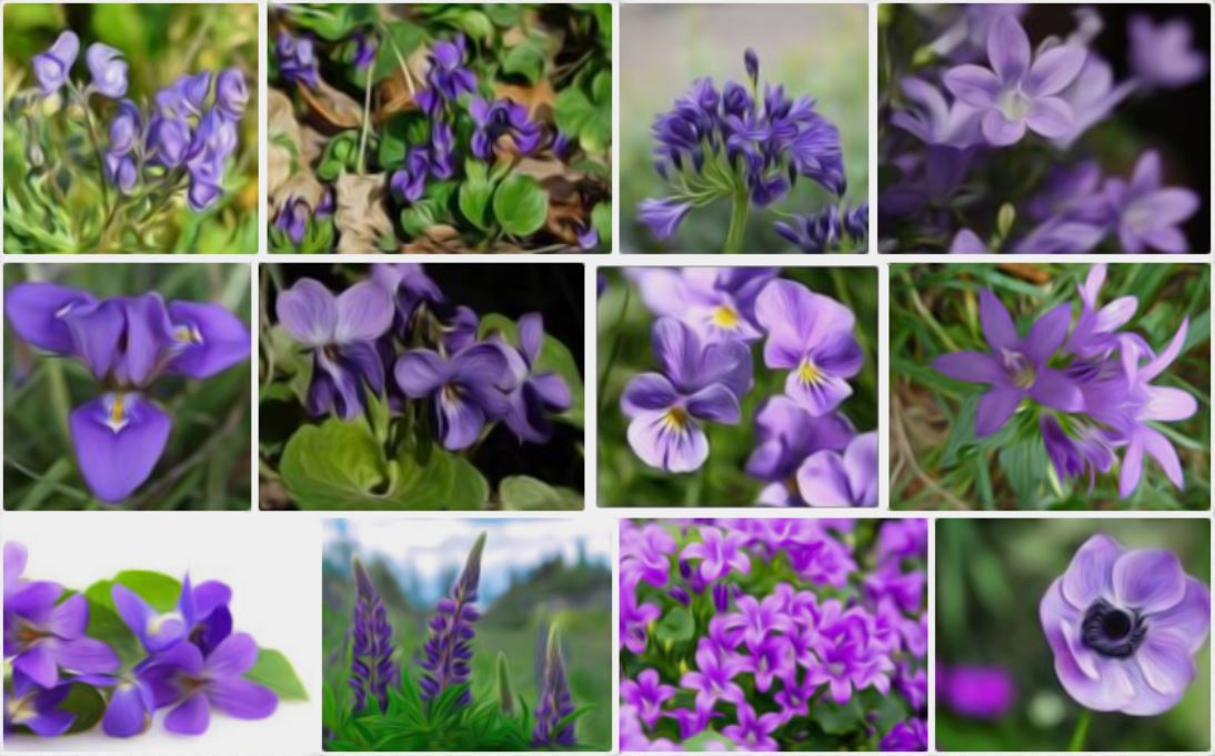 Fleurs Violettes La Liste Des 30 Plus Belles Varietes