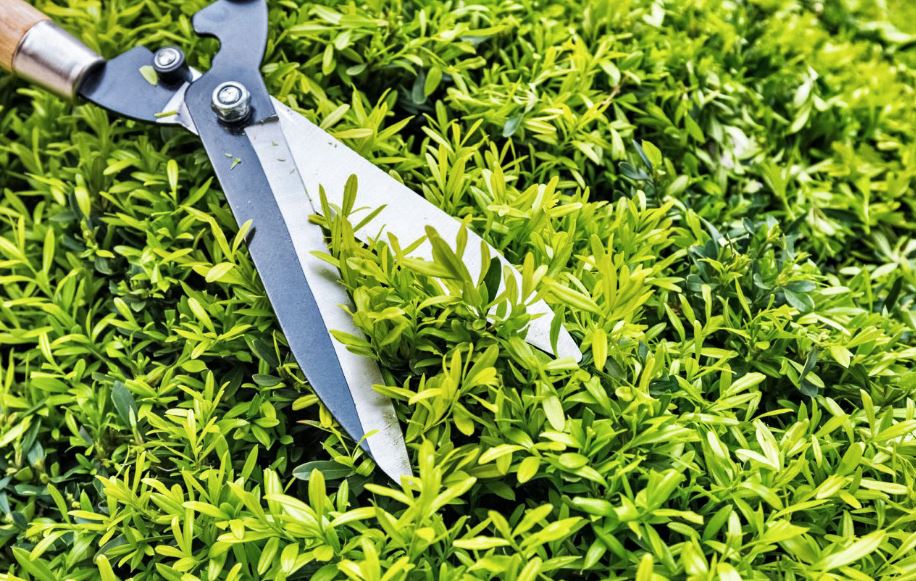 Liste des outils de jardinage : notre top 20 des indispensables !