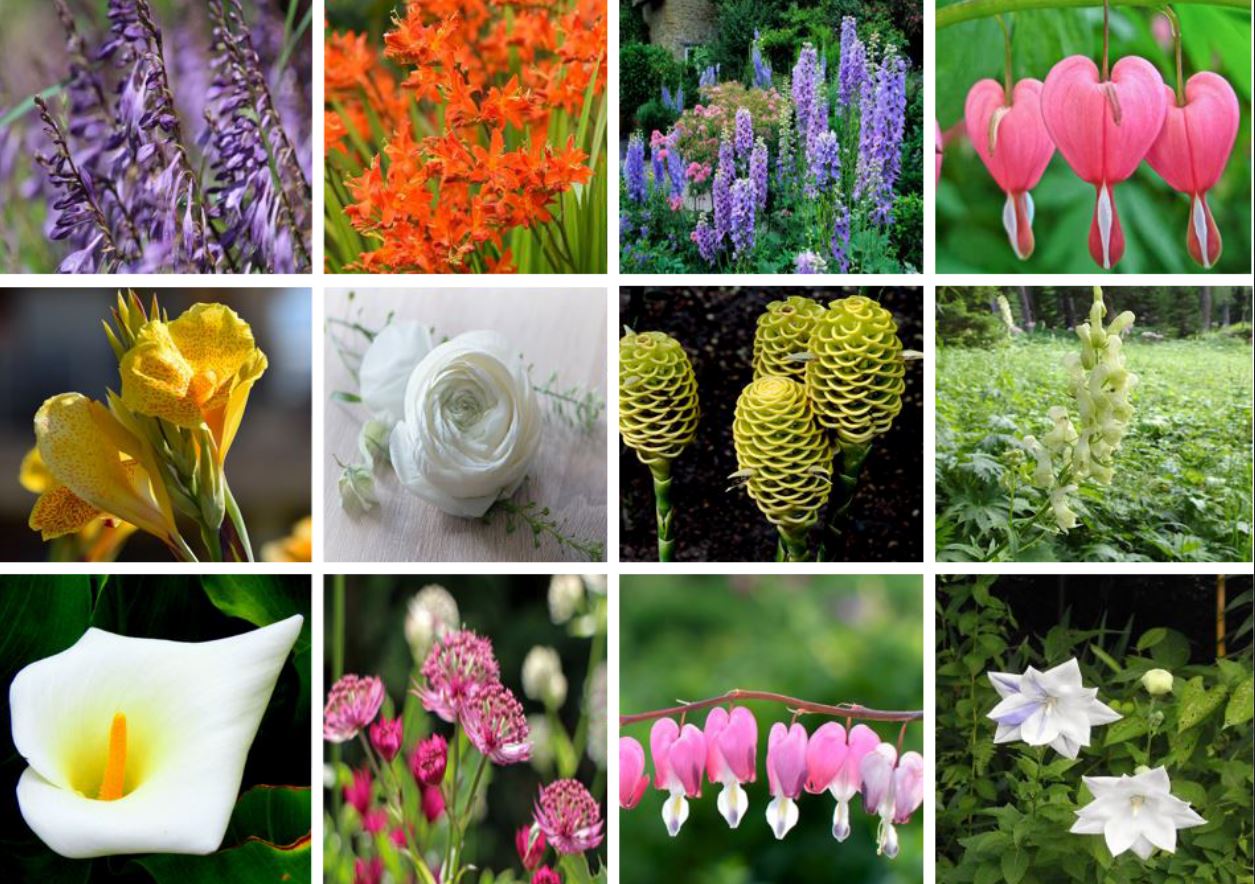 Fleurs d'été de Jardin : les 30 plus belles à planter