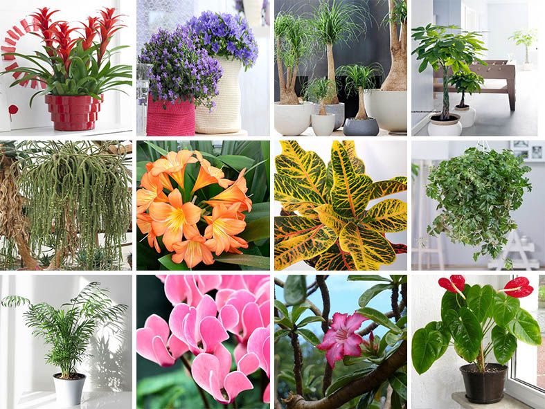 Les 10 plantes d'intérieur les plus belles et étonnantes