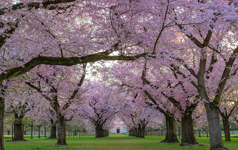 Arbre d'ornement : les 24 meilleurs arbres pour le jardin