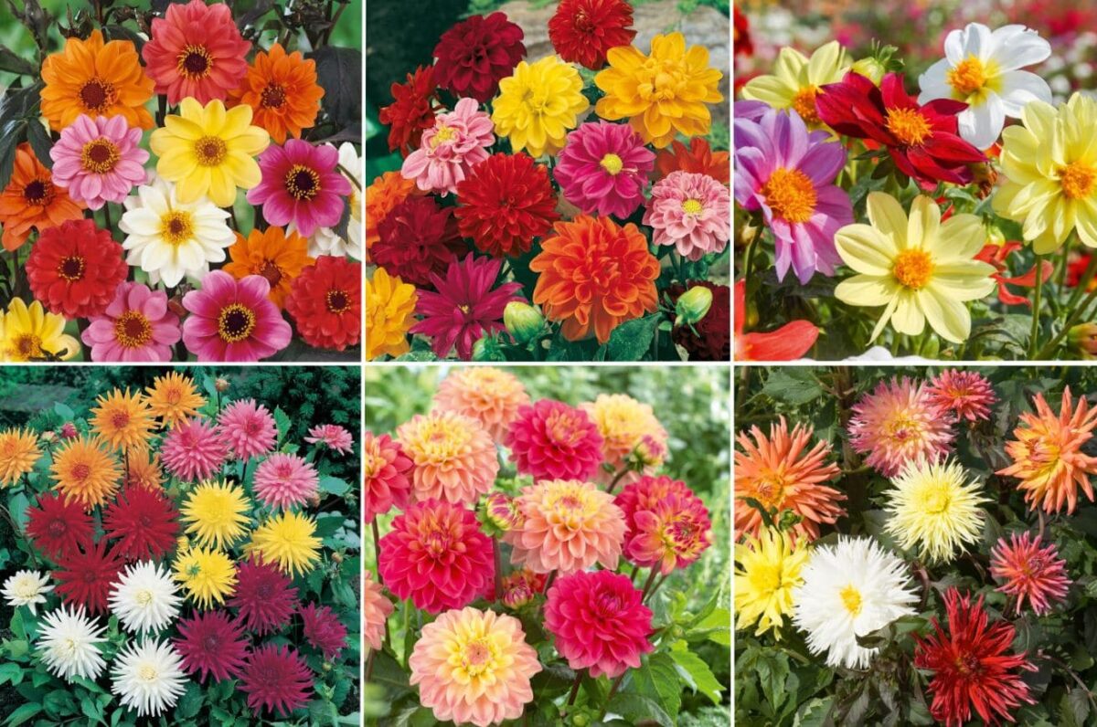 Dahlias Nains Variétés