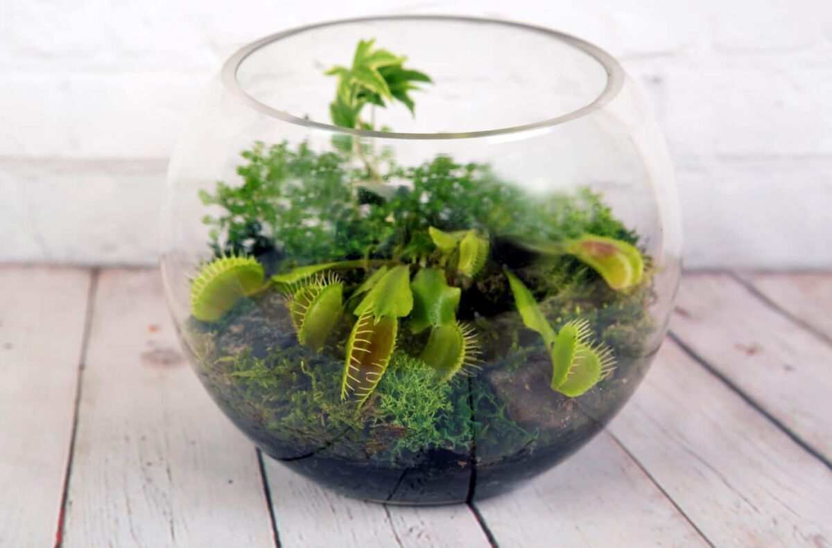 Carnivore Terrarium