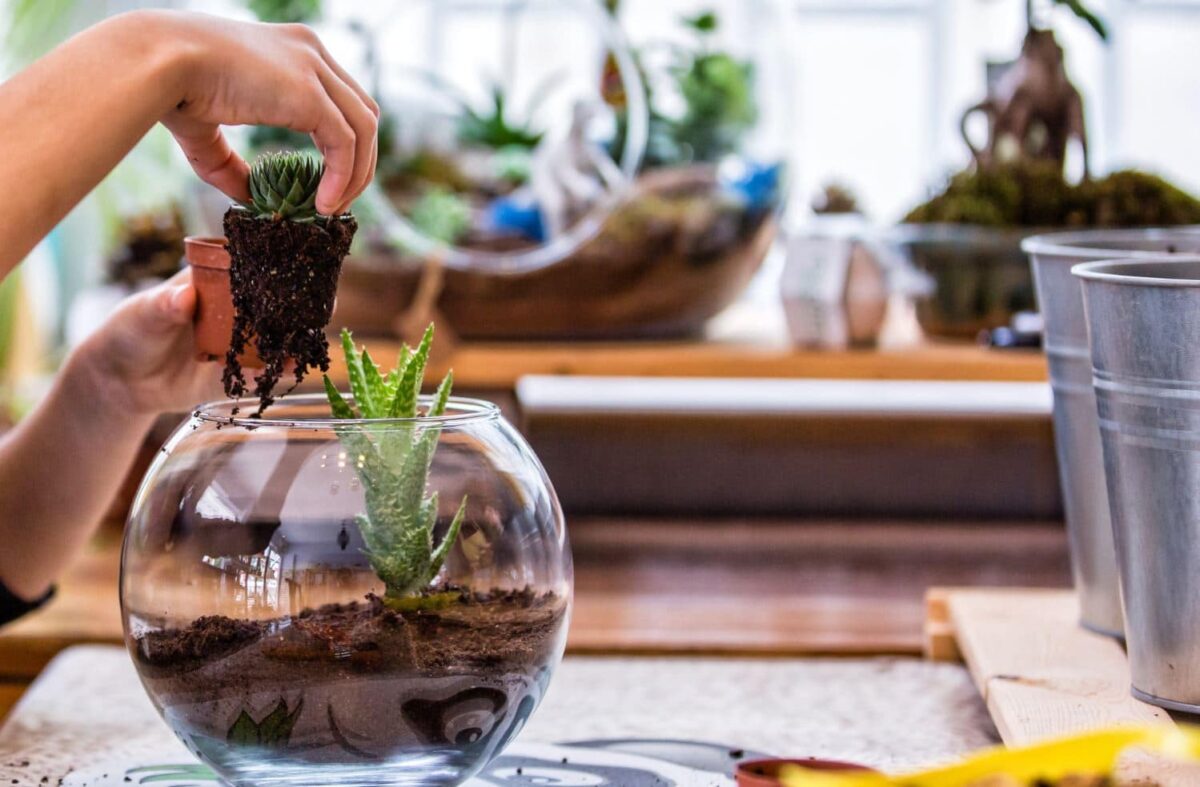 Terrarium Entretien