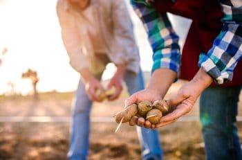 Plantation Pommes De Terre