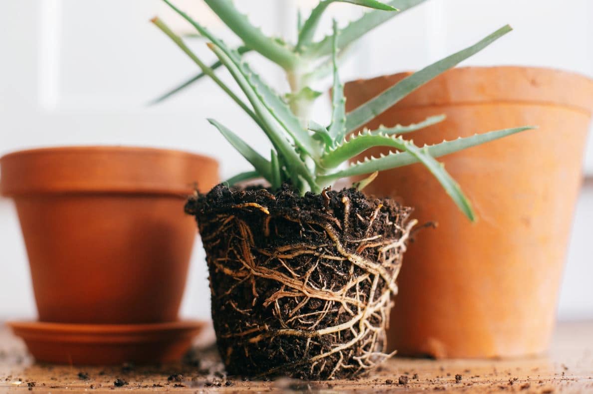 Rempoter une plante verte d'intérieur : Quand, comment, et pourquoi ?