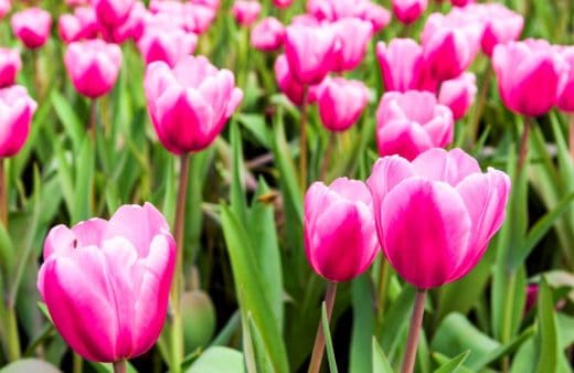 Tulipes Quand Et Comment Planter Les Bulbes Dans Votre Jardin