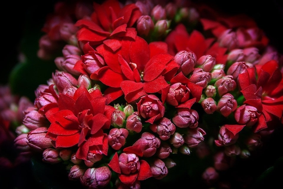 Liste de plantes grasses à fleur rouge : notre sélection des plus belles