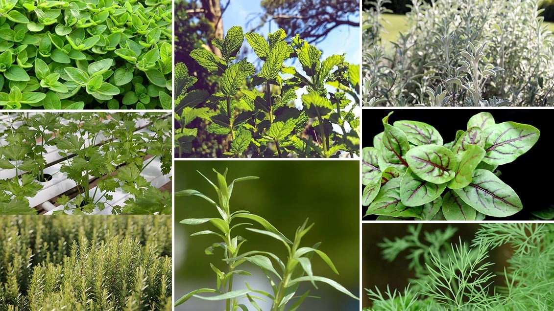 Plantes et herbes aromatiques : notre guide complet