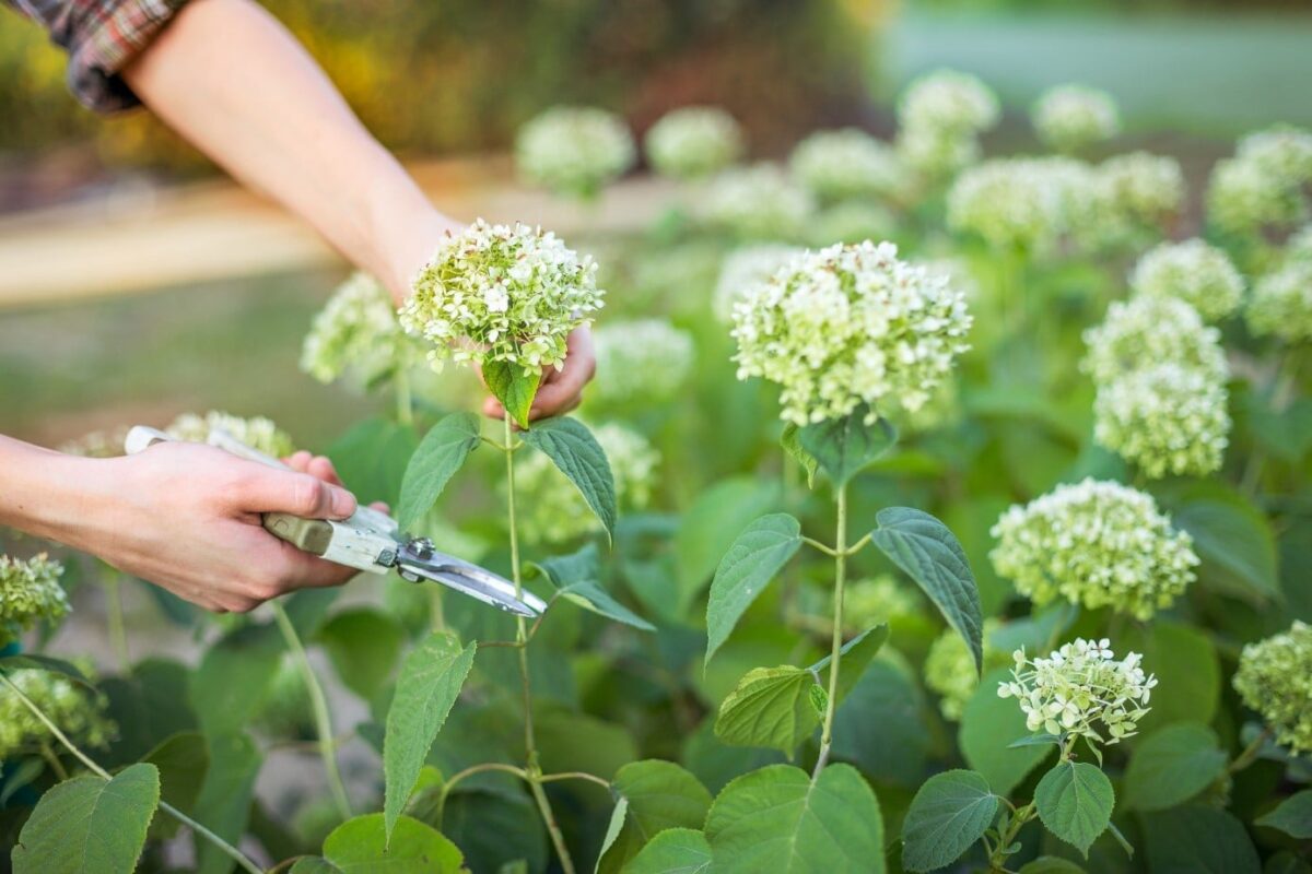 Taille Hortensias