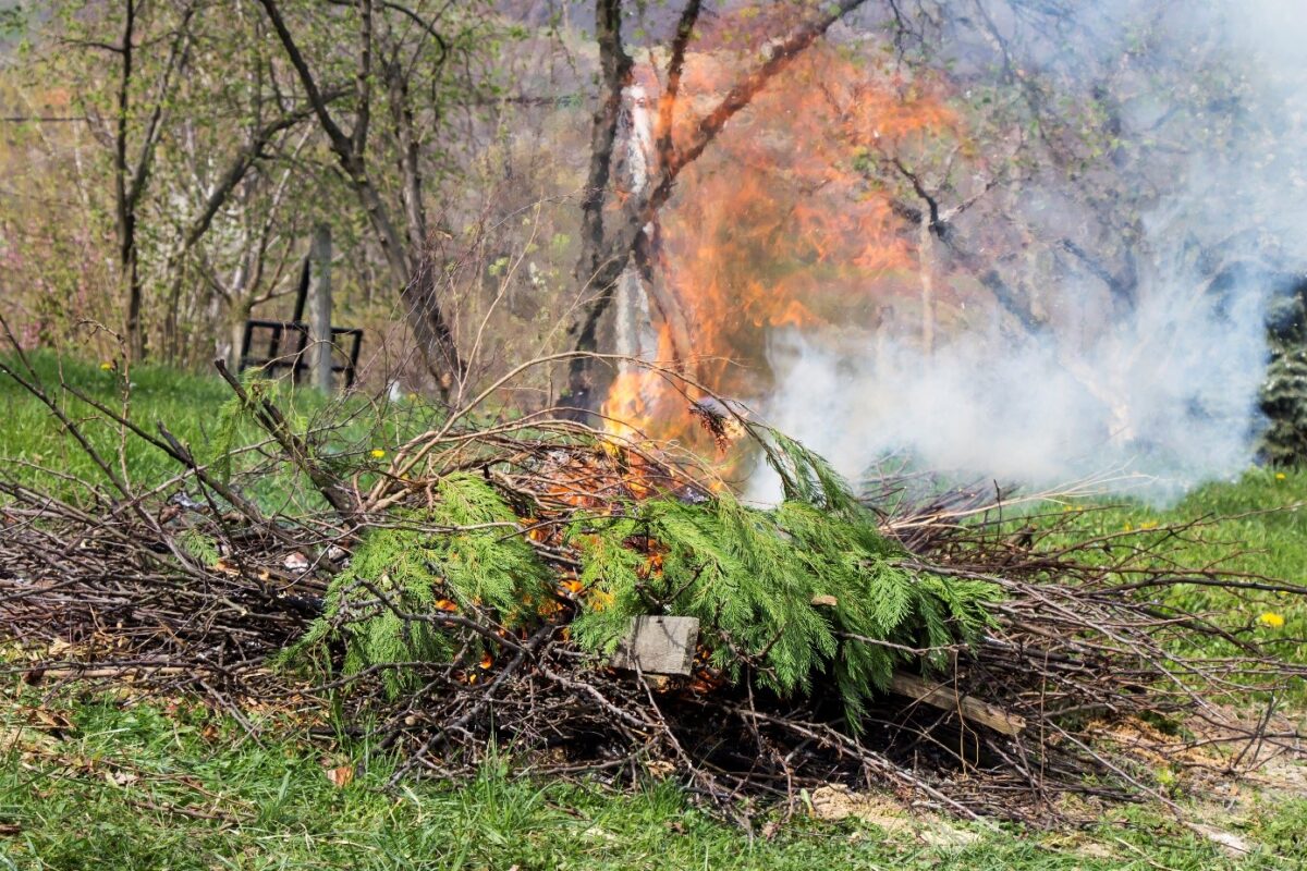 Feu De Végétaux De Jardin Istock