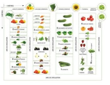 Organisation du potager : comment bien placer vos légumes
