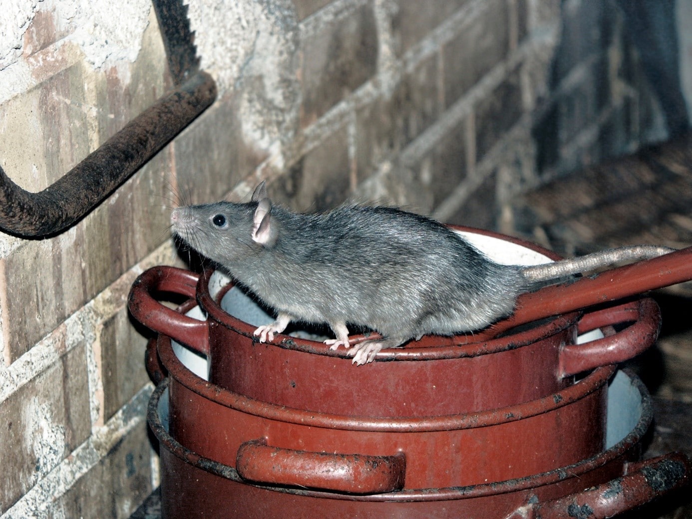 Tapettes en Bois contre les rongeurs (rats,souris,) - Tout Pour Les  Nuisibles