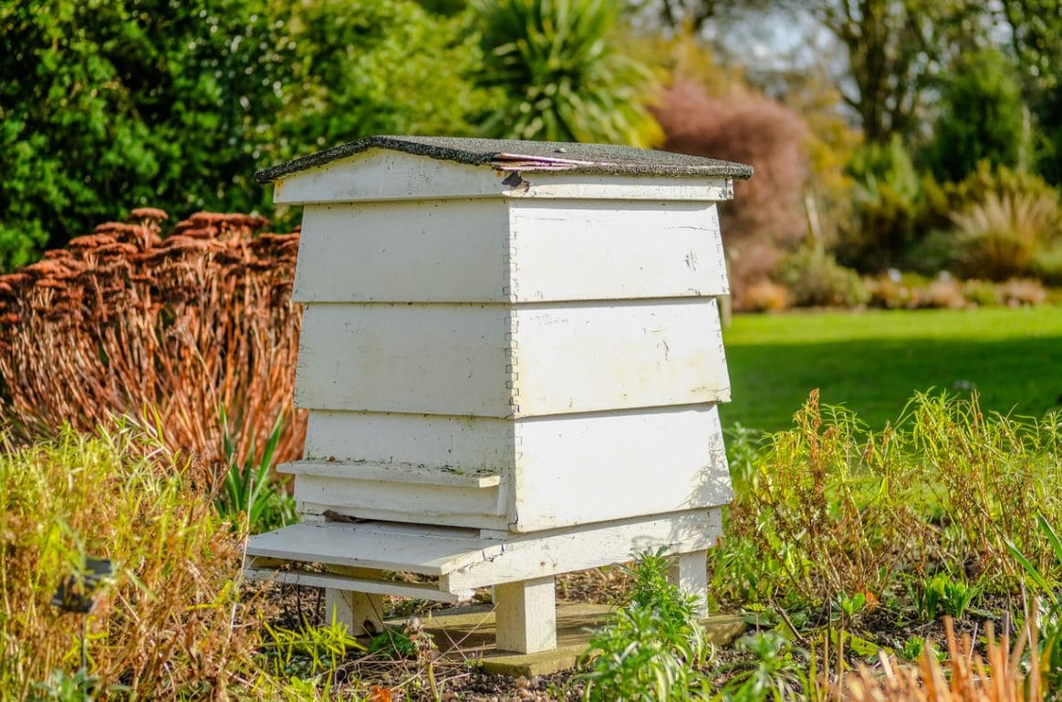 https://www.ctendance.fr/wp-content/uploads/2021/02/installer-ruche-dans-le-jardin.jpg