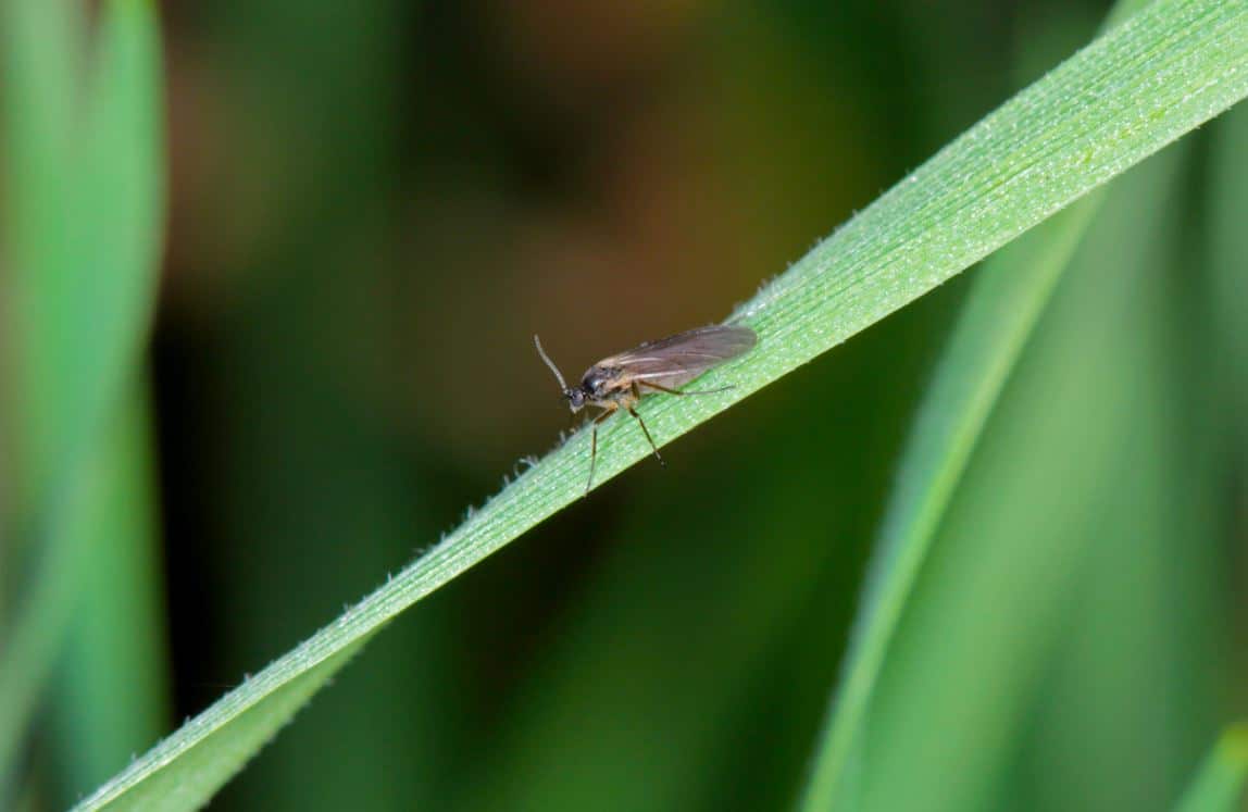 7 remèdes maison contre les petites mouches dans le terreau