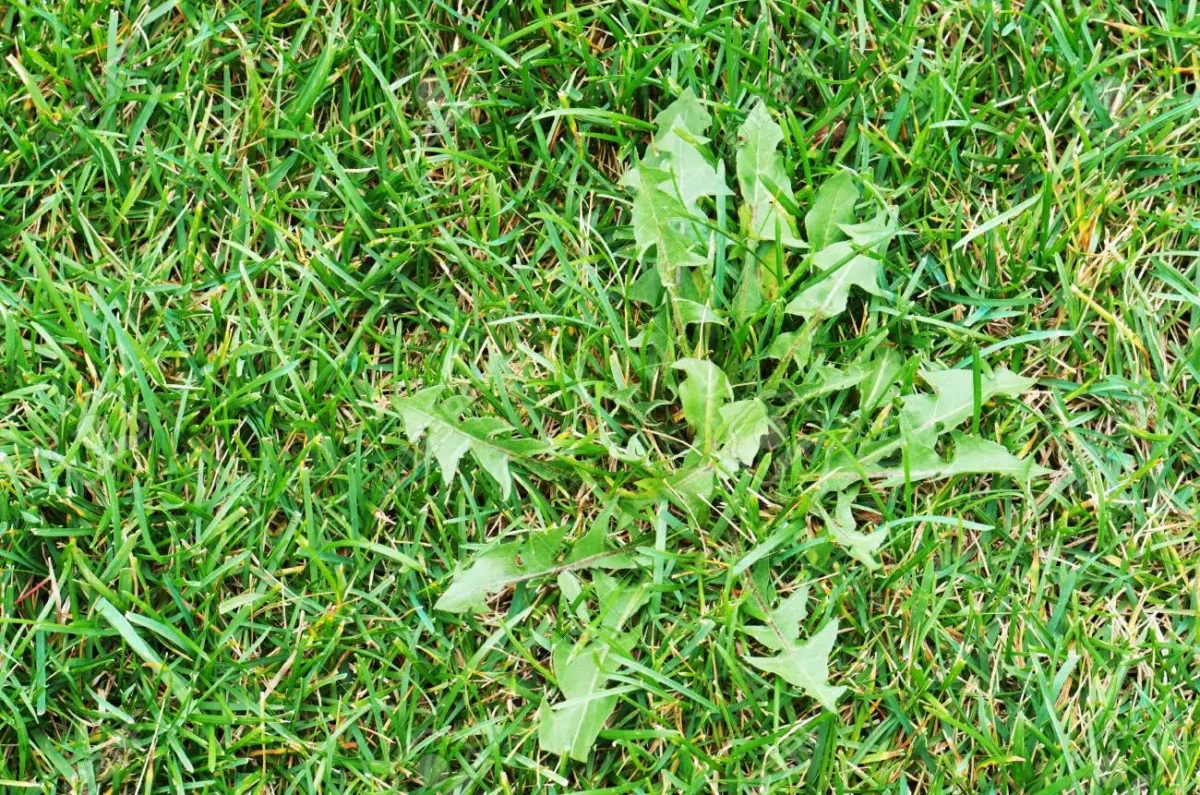 Retirer les mauvaises herbes sur une terrasse : toutes les astuces naturelles