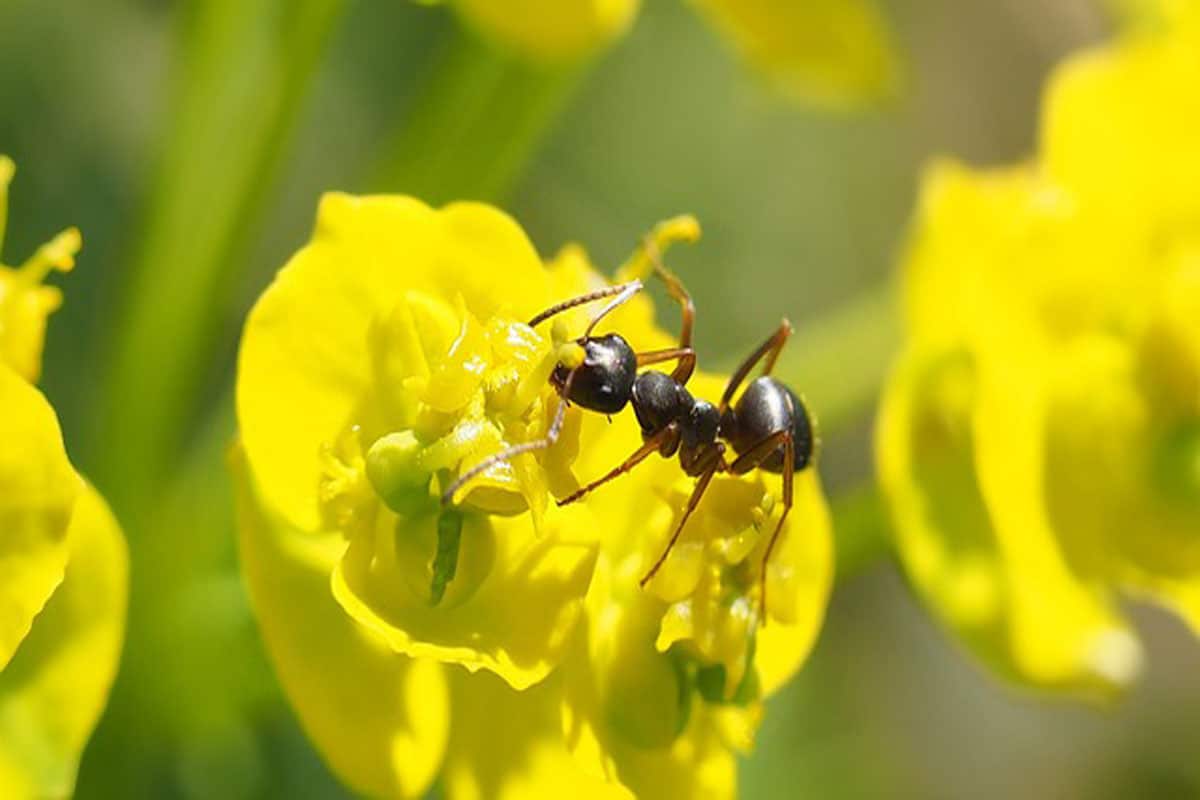 se débarasser définitivement des fourmis du jardin