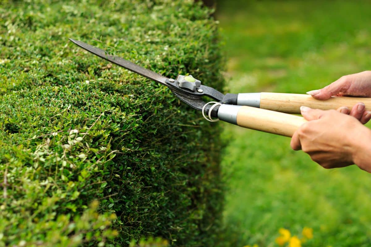 Lidl : Entretenez votre jardin comme un professionnel sans trop dépenser  grâce à la nouvelle gamme d'outils Parkside - Ctendance
