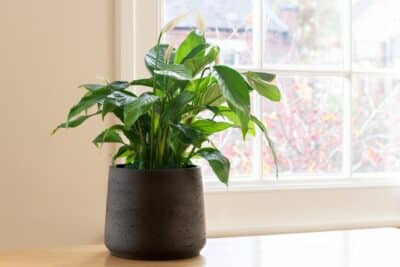 3 plantes d'intérieur résistantes au soleil à mettre devant votre baie vitrée