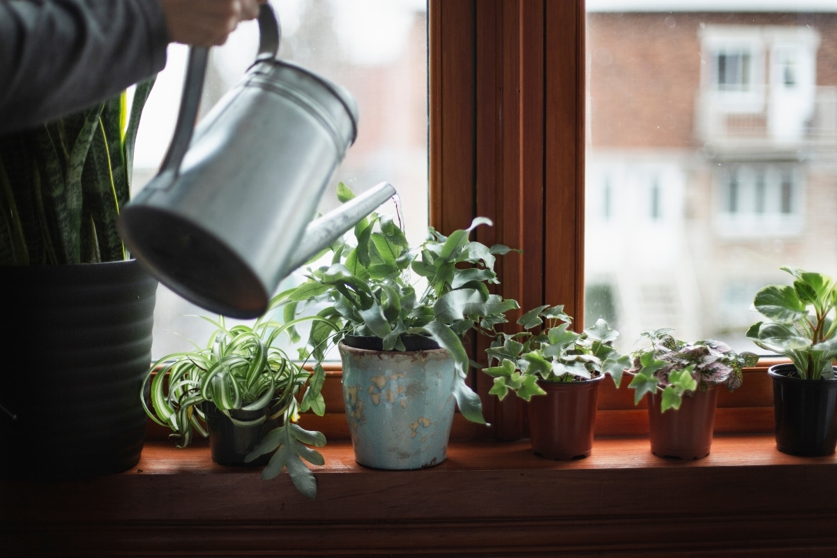 4 plantes d'intérieur faciles à entretenir pour créer votre espace vert à la maison
