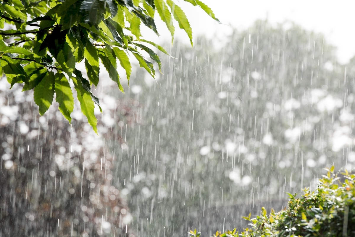 5 arbres pour protéger votre jardin de la pluie et des inondations