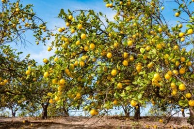 5 engrais naturels pour stimuler la croissance et la production de votre citronnier