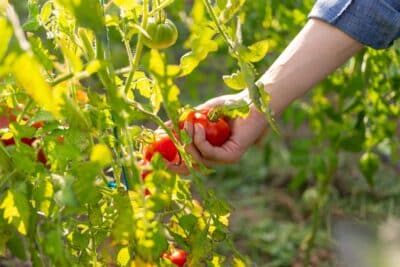 5 légumes à ne jamais planter à côté de vos tomates pour une récolte saine