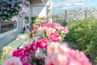 5 plantes en pot pour apporter une touche de couleur et de fraîcheur à votre balcon