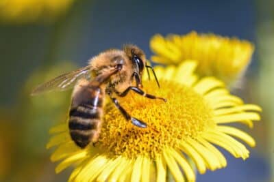 5 plantes mellifères à cultiver en ce moment pour attirer les abeilles dans votre jardin