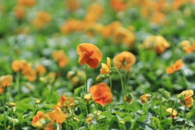 6 fleurs comestibles à cultiver pour égayer votre jardin et votre cuisine