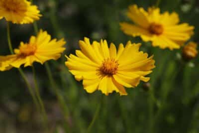 6 fleurs vivaces faciles à entretenir pour plus de 6 mois de floraison
