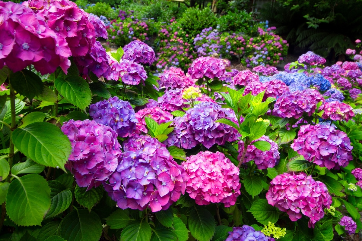 Boostez vos hortensias avec cet engrais maison pour des fleurs plus abondantes