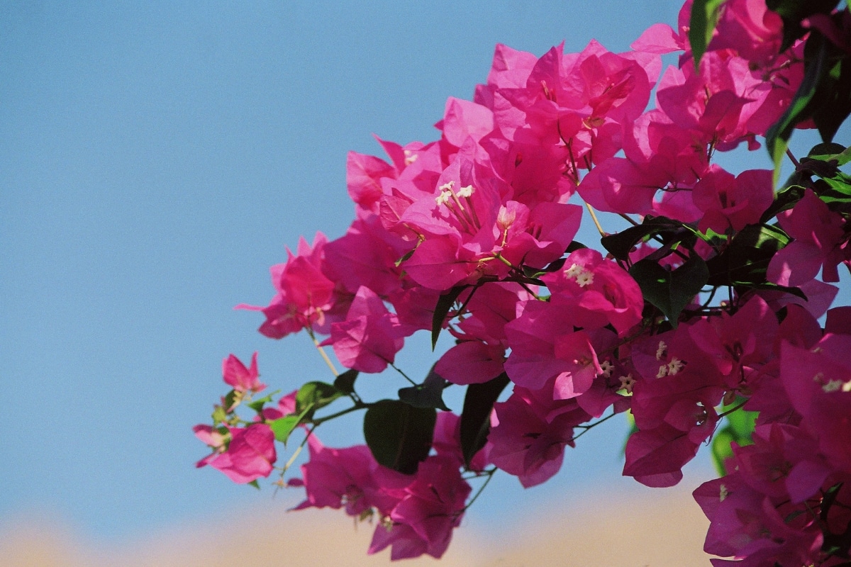 Bougainvillier