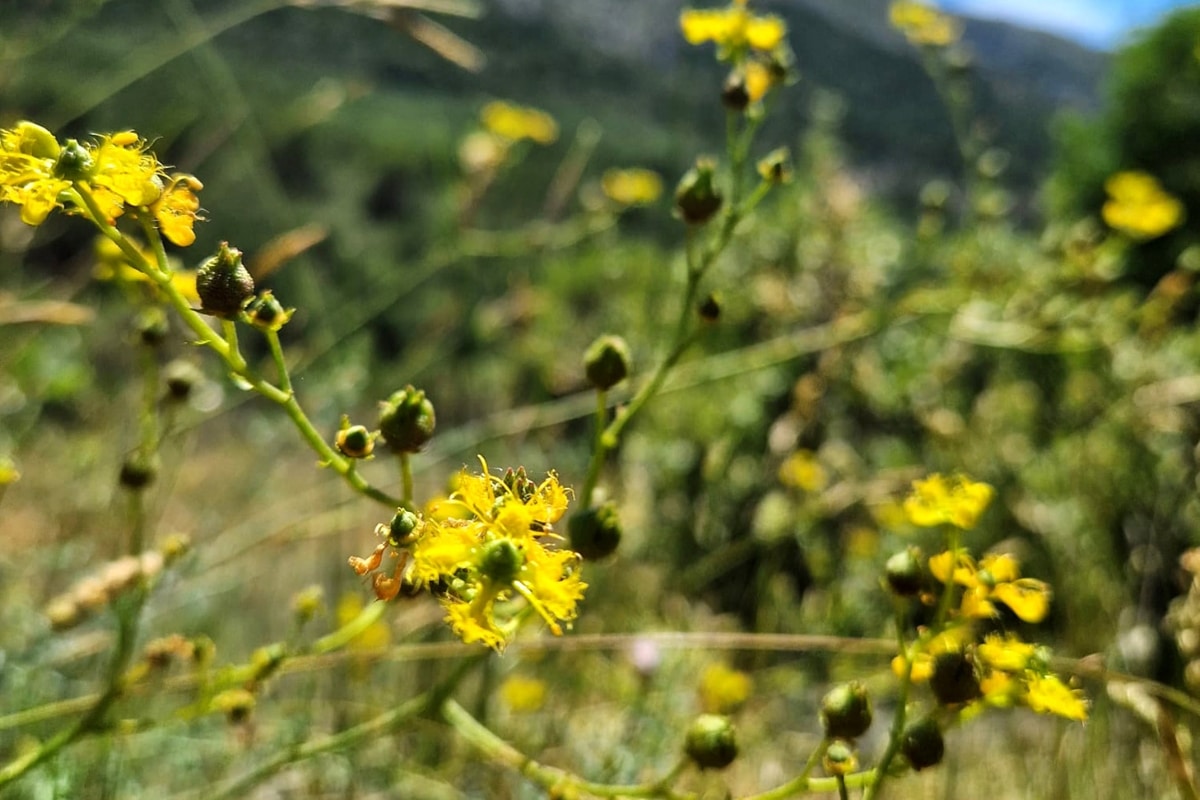 Cette plante vous aidera à éliminer les mouches naturellement de votre maison